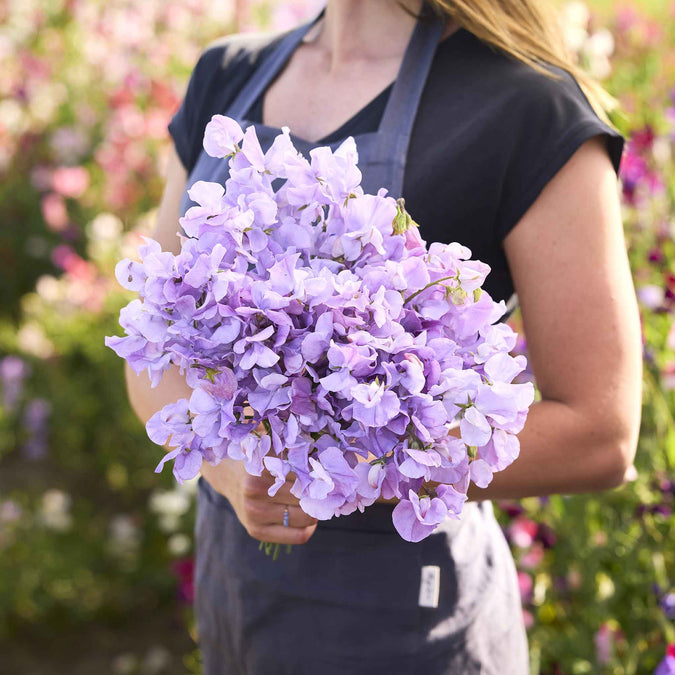 sweet pea royal lavender