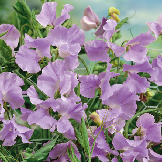 sweet pea royal lavender