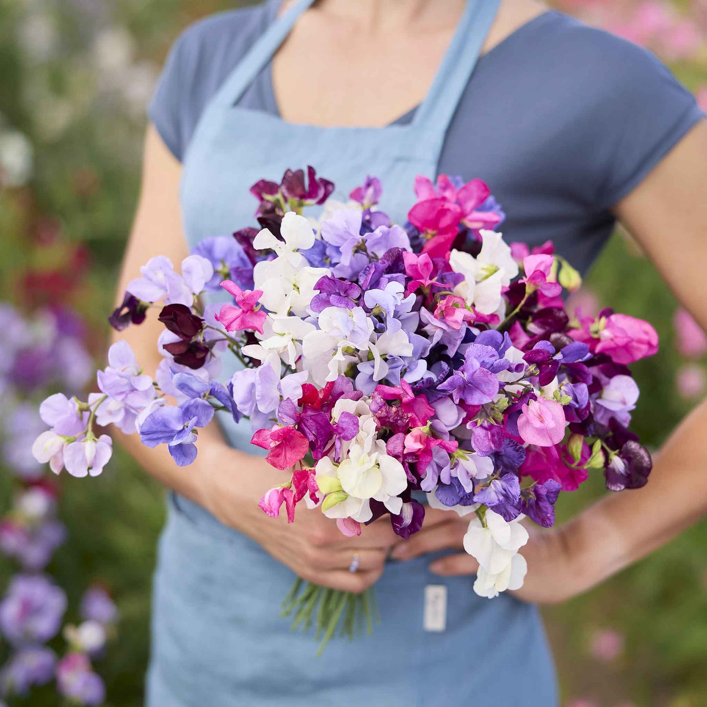 sweet pea royal mix