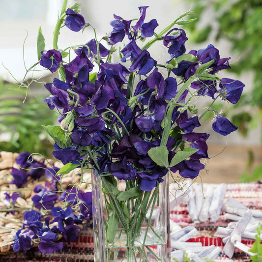 sweet pea royal navy blue