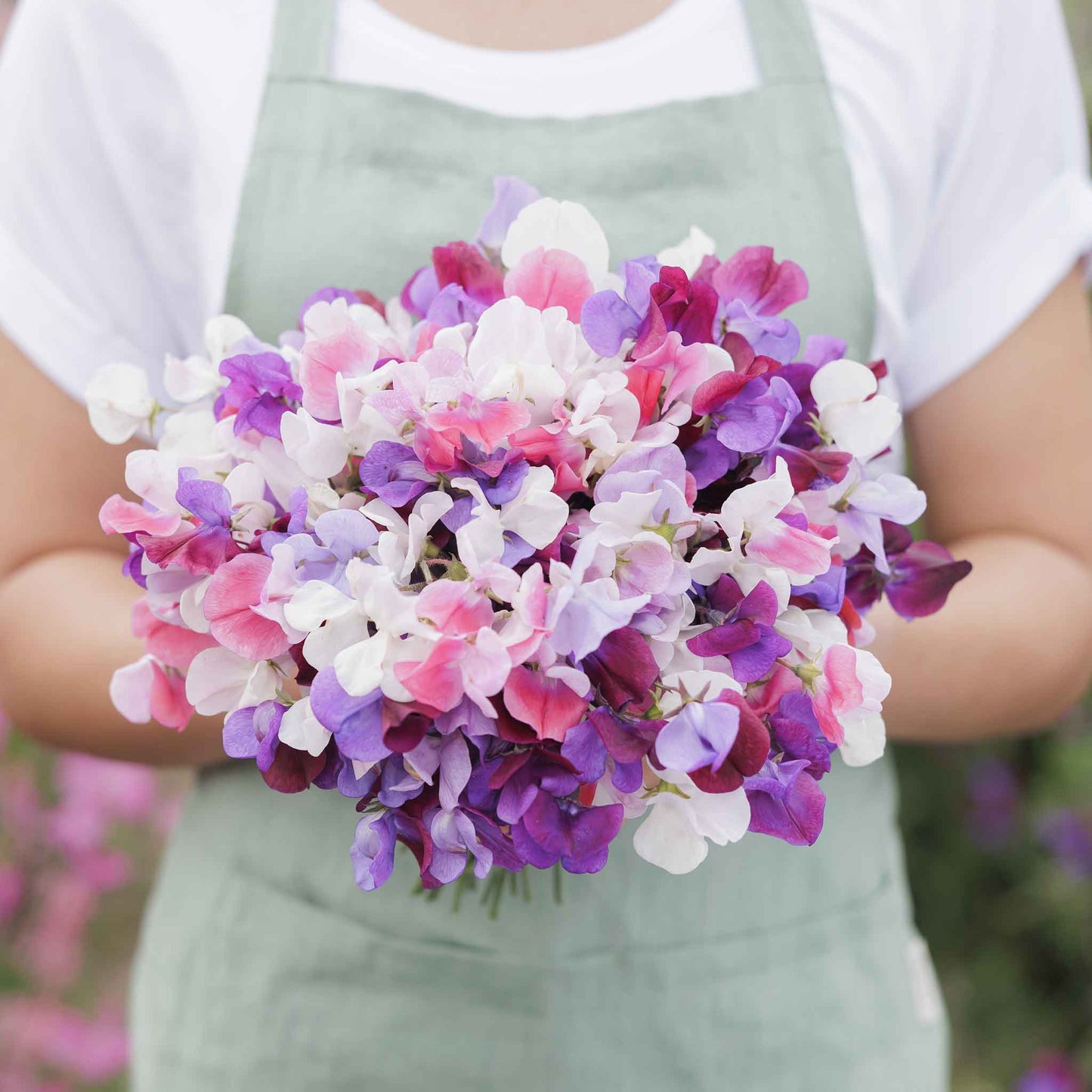 sweet pea spencer mix