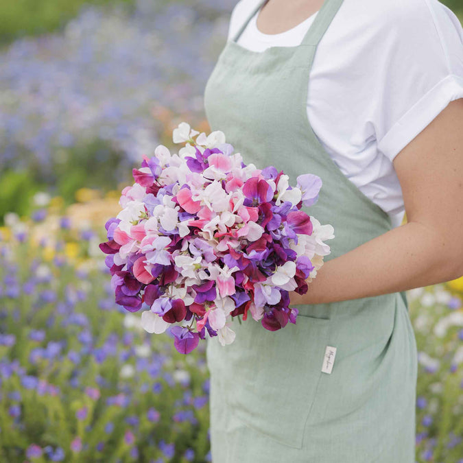 sweet pea spencer mix