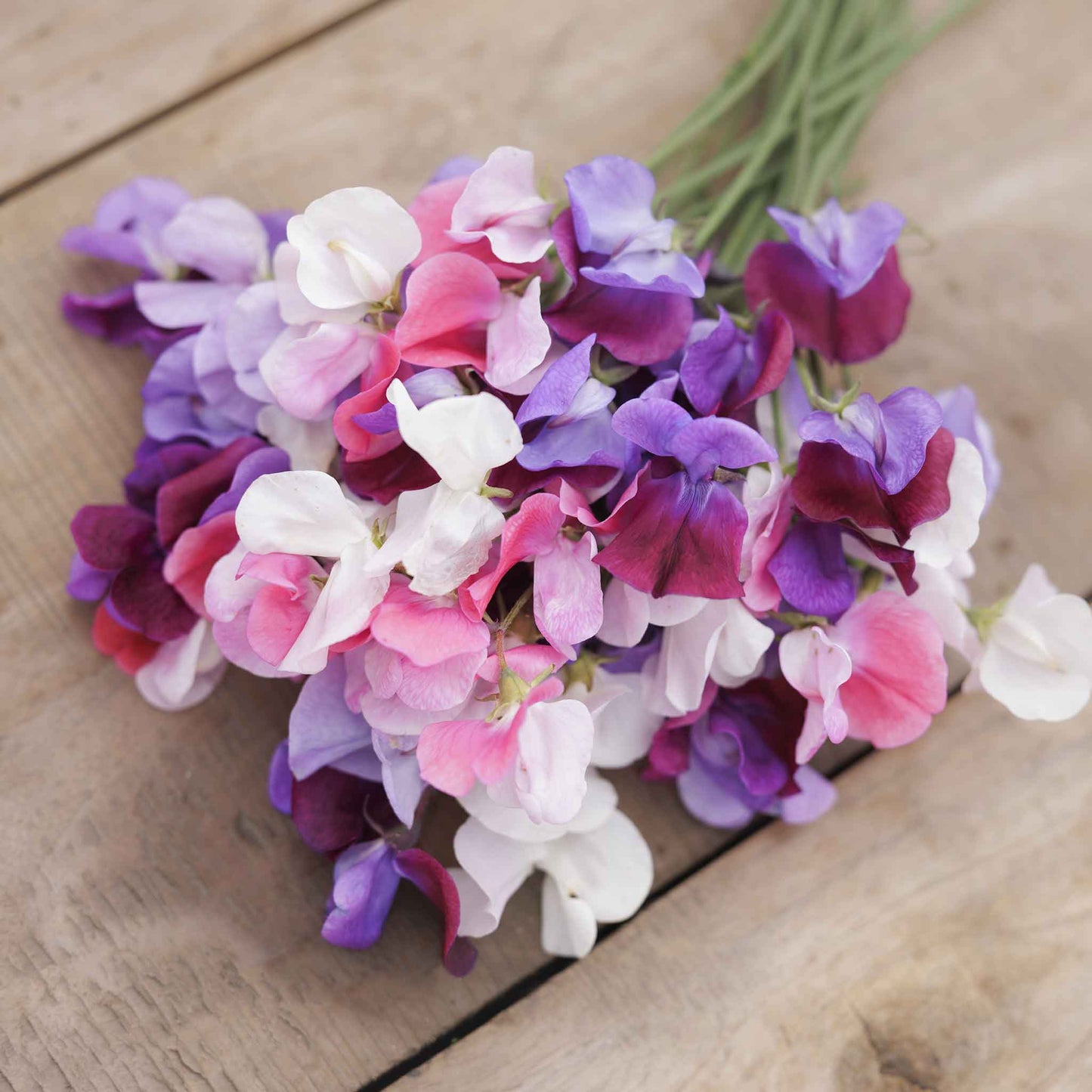 sweet pea spencer mix