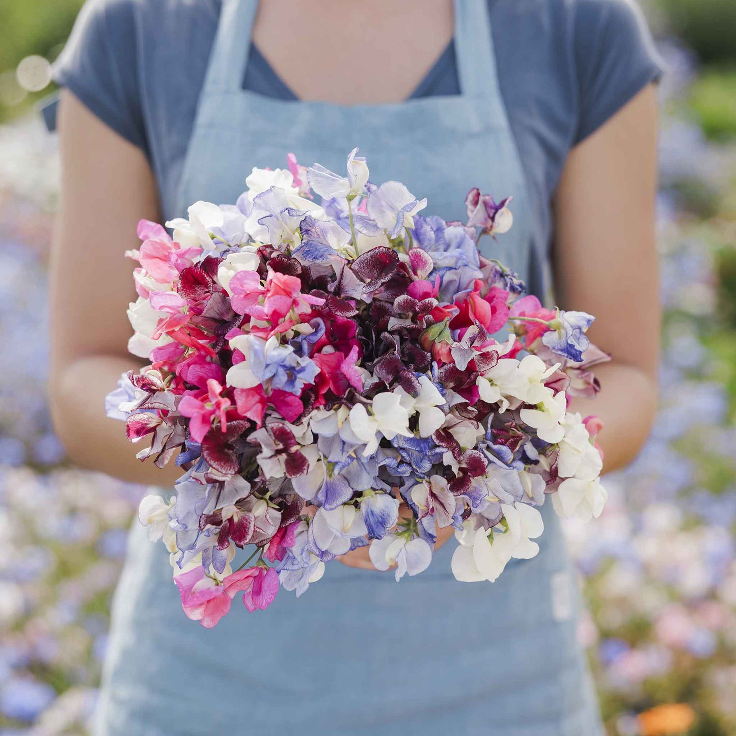 sweet pea streamer mix