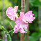 Sweet Pea Seeds - Yvette Ann