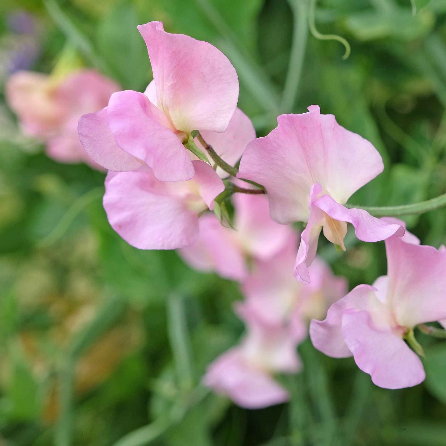 Sweet Pea Seeds - Yvette Ann