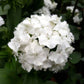 sweet william albus