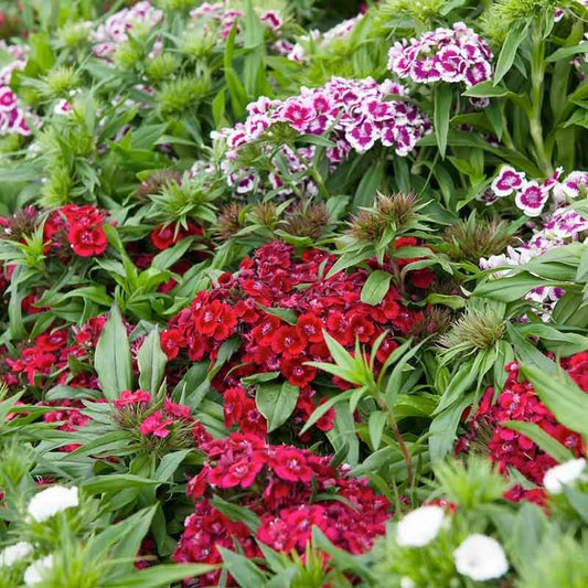 sweet william tall single mix