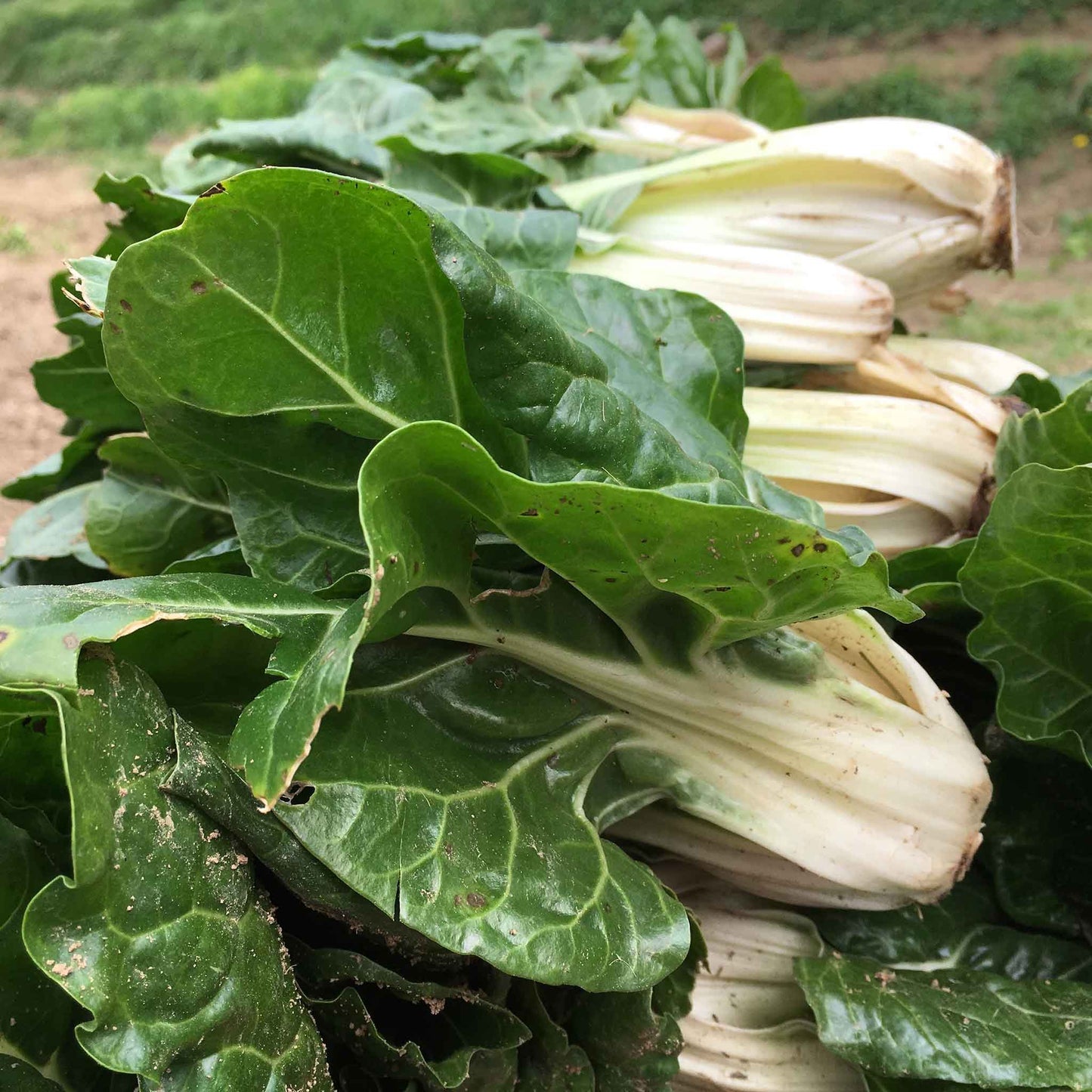 swiss chard fordhook giant