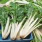 swiss chard large white rib