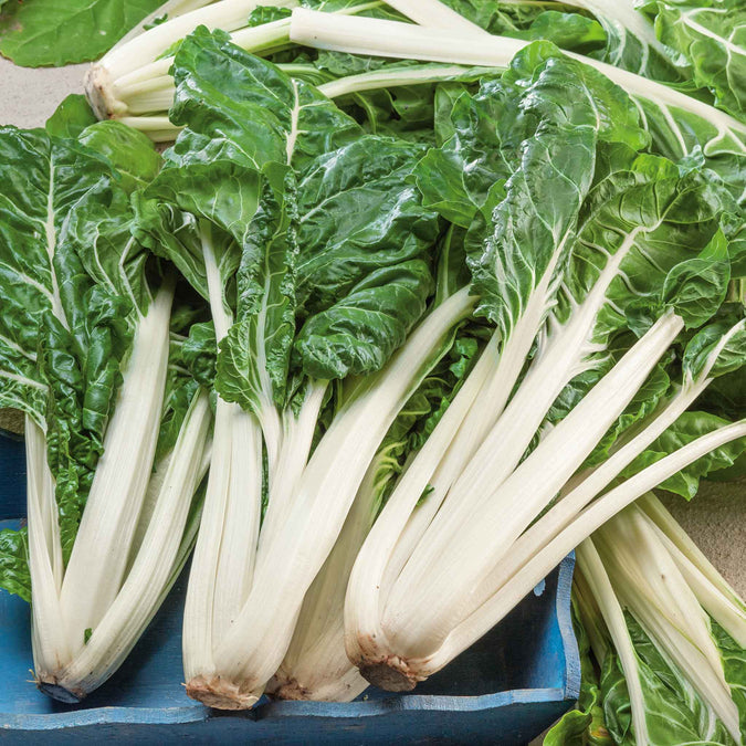 swiss chard large white rib