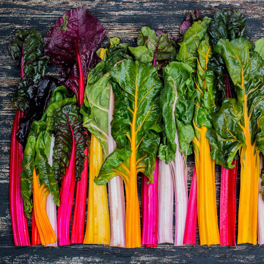 swiss chard organic rainbow of lights