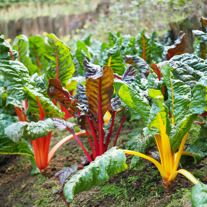 swiss chard organic rainbow of lights