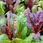 swiss chard organic rainbow of lights