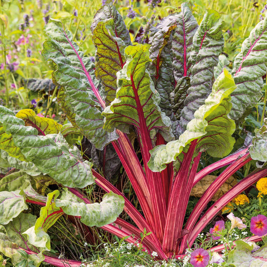 swiss chard organic ruby red