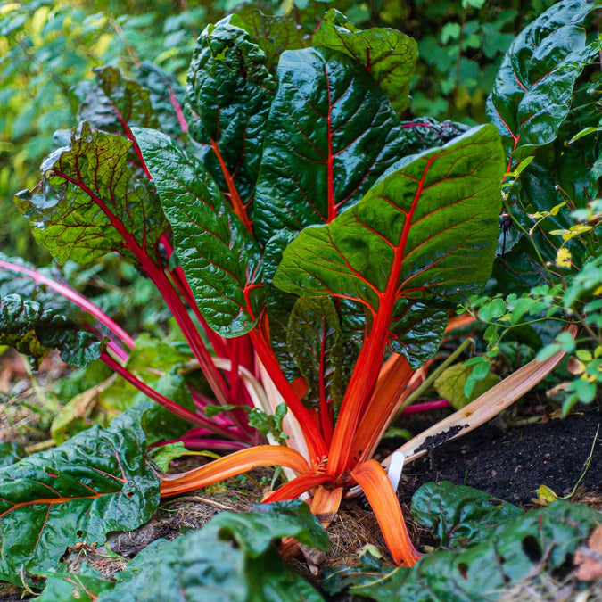 swiss chard organic ruby red