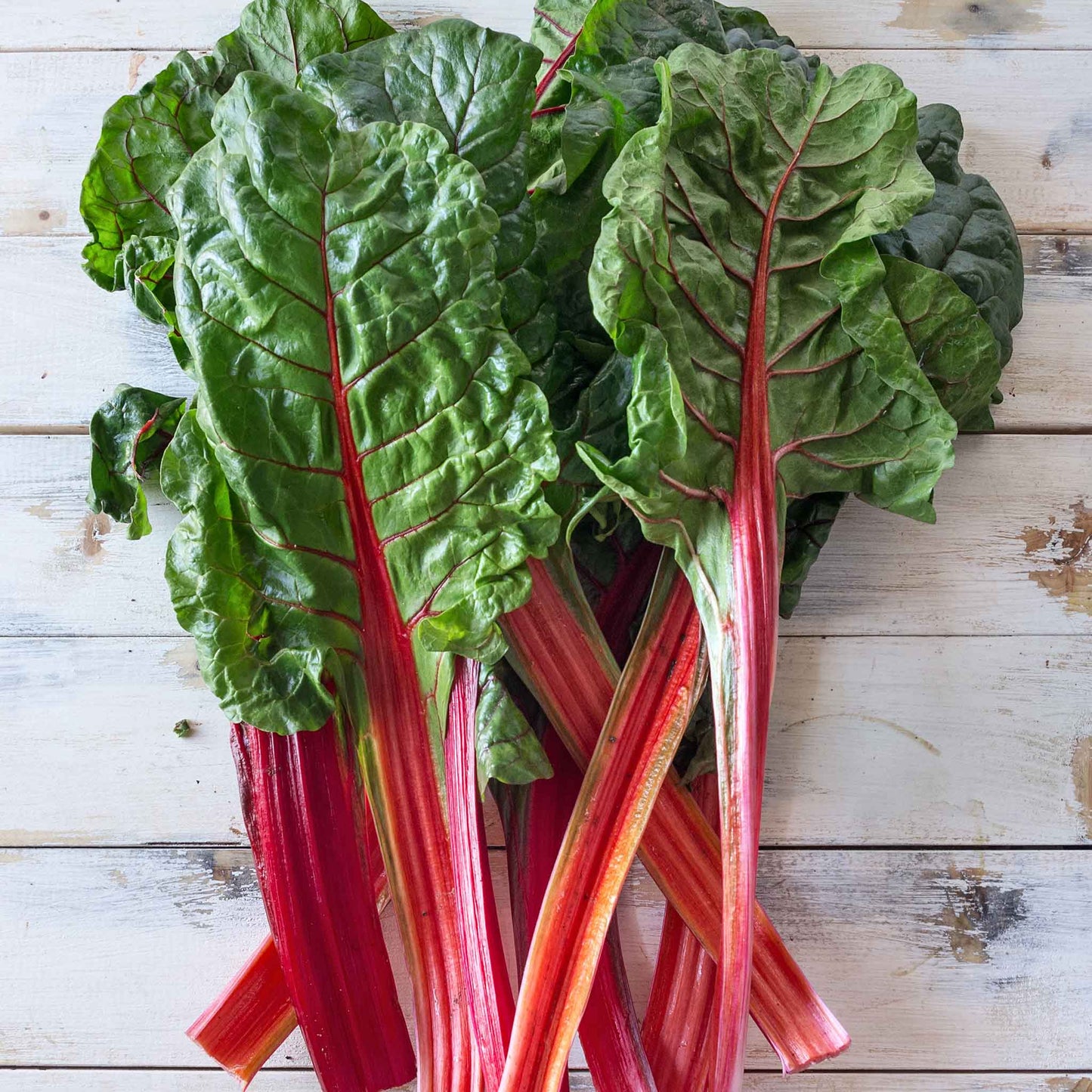 swiss chard organic ruby red