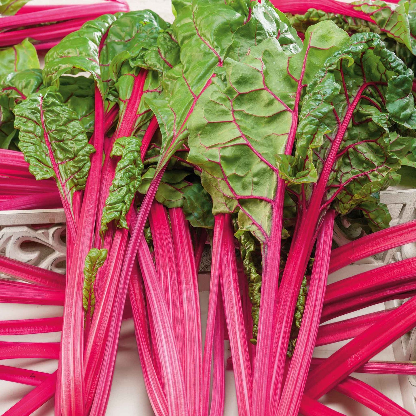 swiss chard pink lipstick