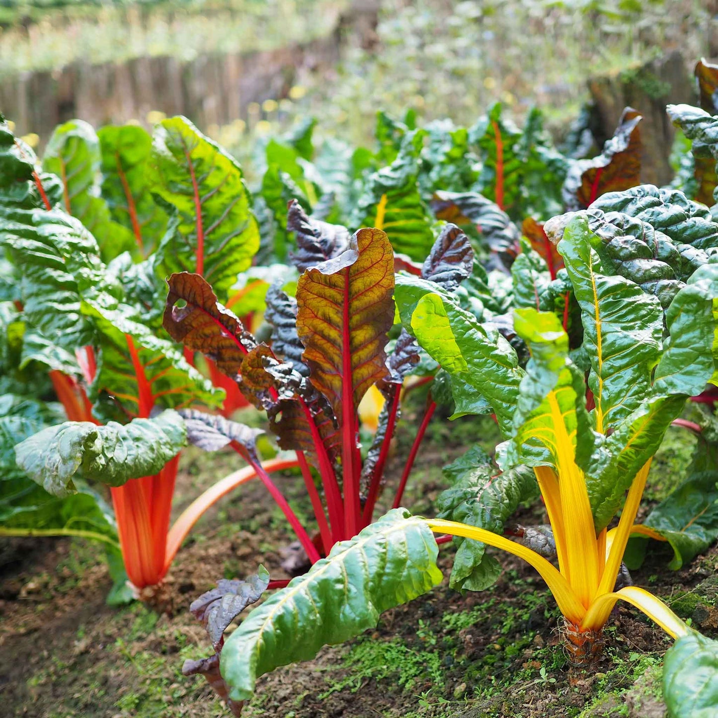 swiss chard rainbow mix