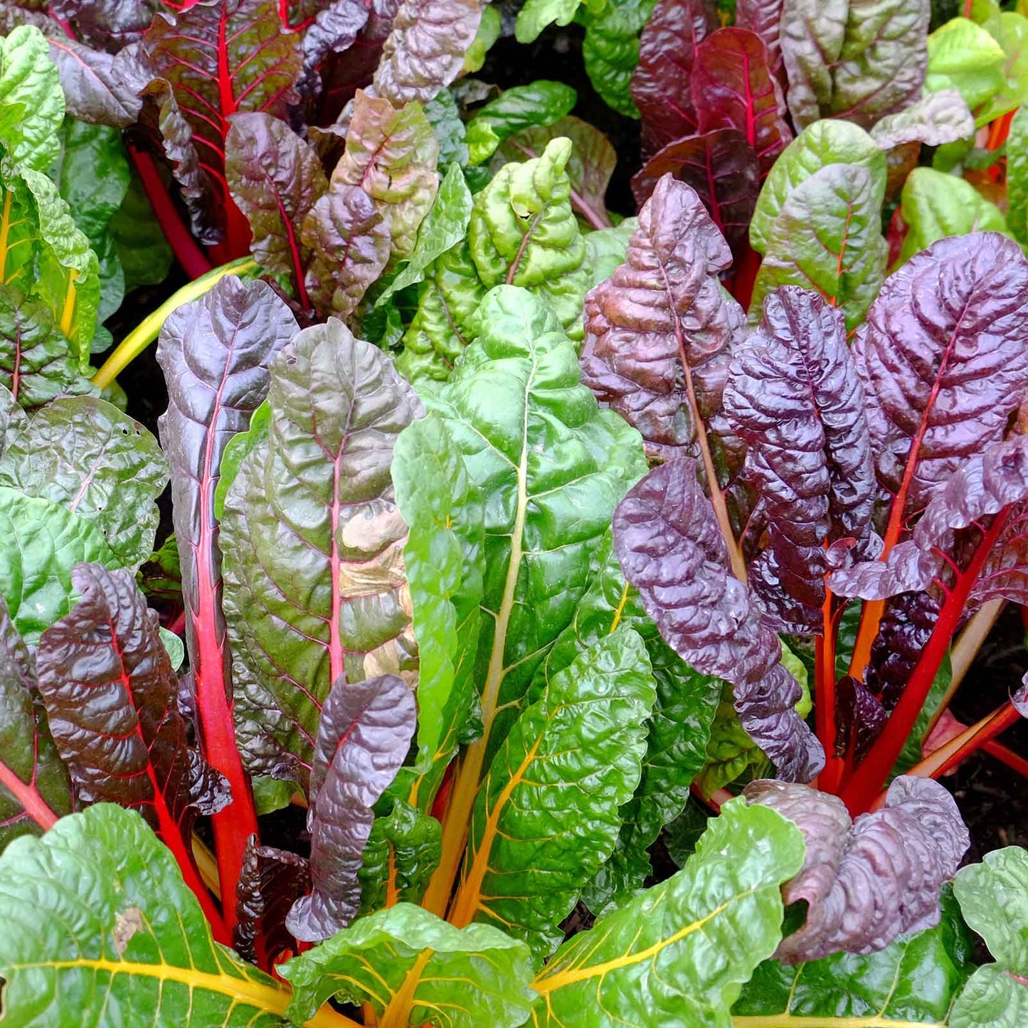 swiss chard rainbow mix