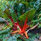 swiss chard ruby red