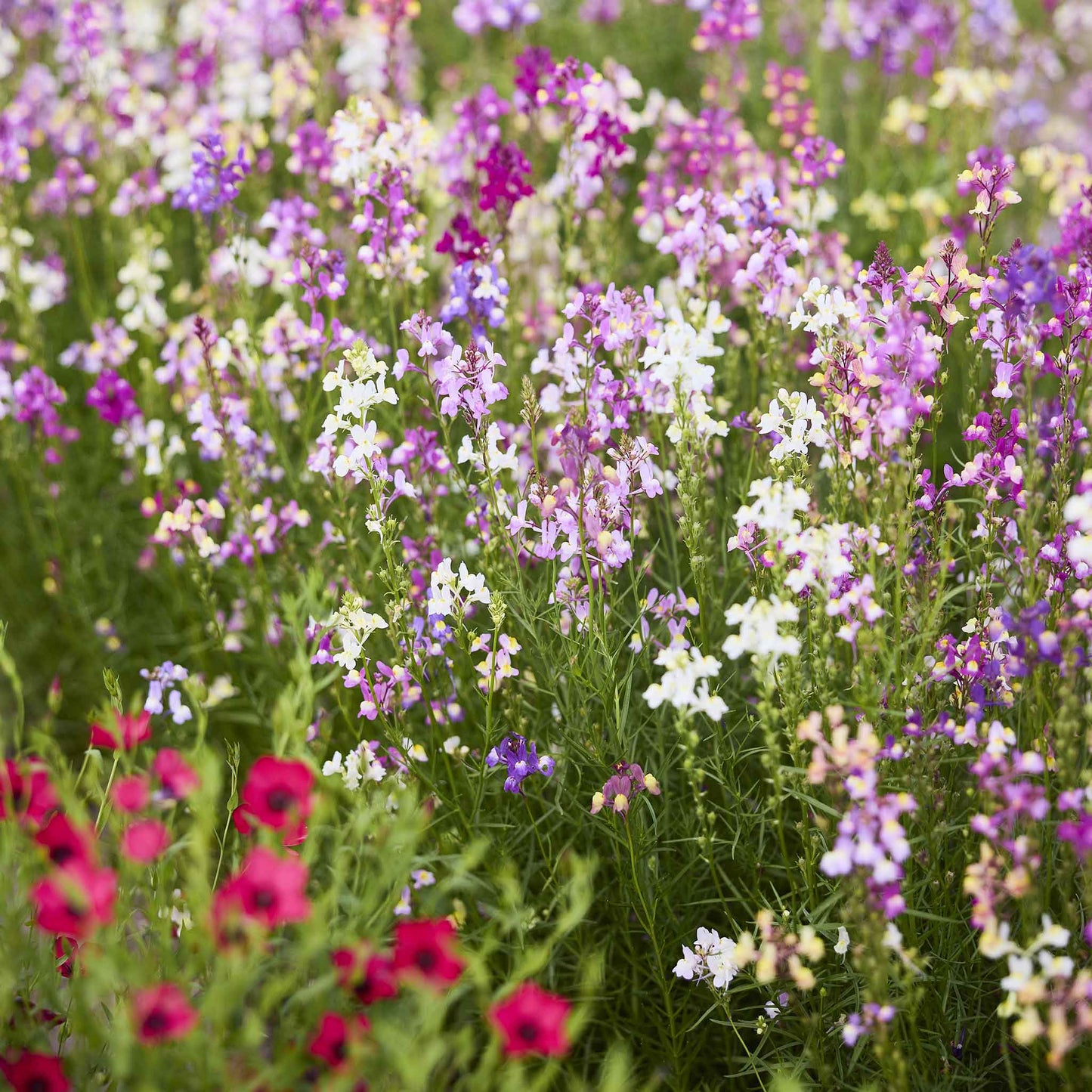 snapdragon toadflax