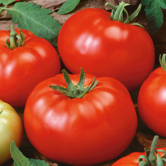 tomato beefsteak determinate