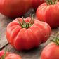 tomato beefsteak | copyright: Floramedia UK Ltd