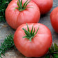 tomato brandywine pink | copyright: Floramedia UK Ltd