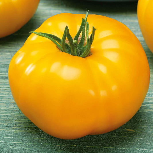 tomato brandywine yellow