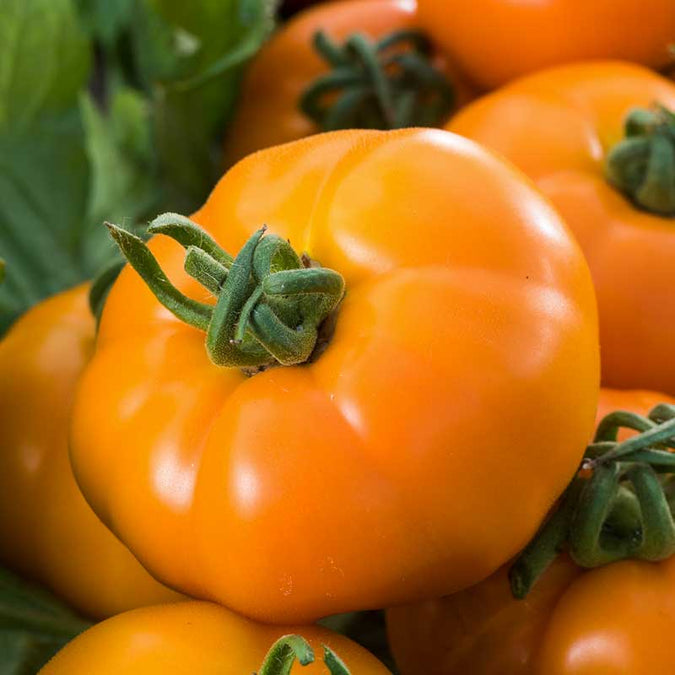 tomato chef's choice orange | copyright: Floramedia UK Ltd