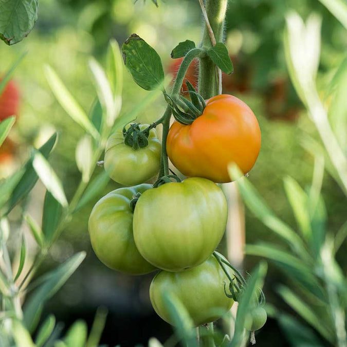 tomato chef's choice orange | copyright: Floramedia UK Ltd