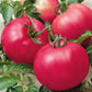 tomato chefs choice pink f1