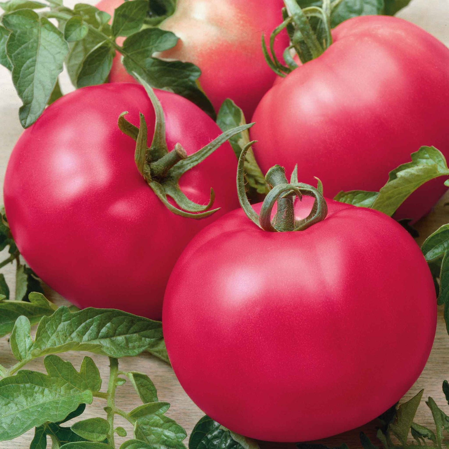 tomato chefs choice pink f1