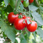 tomato cherry large