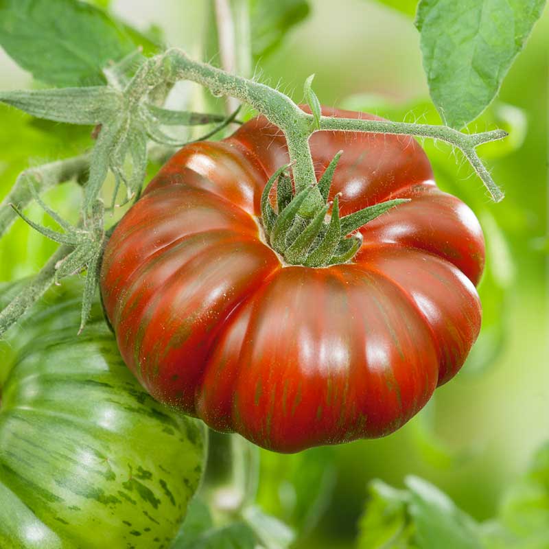 tomato chocolate stripes | copyright: Floramedia UK Ltd