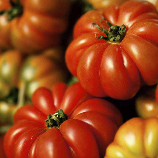 tomato costoluto genovese