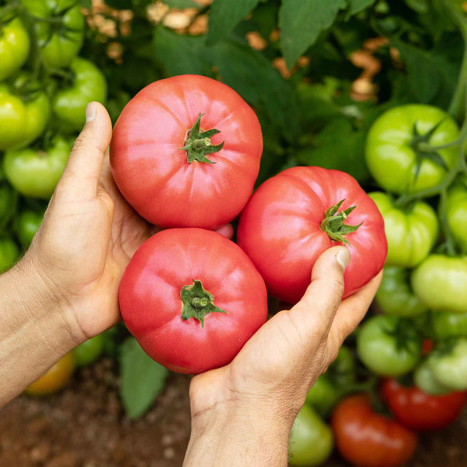 tomato delicious