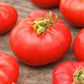 tomato marmande vf | copyright: Floramedia UK Ltd