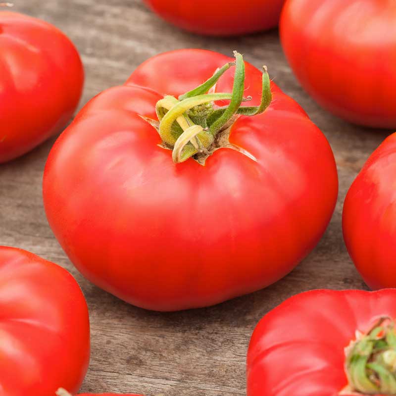 tomato marmande vf | copyright: Floramedia UK Ltd