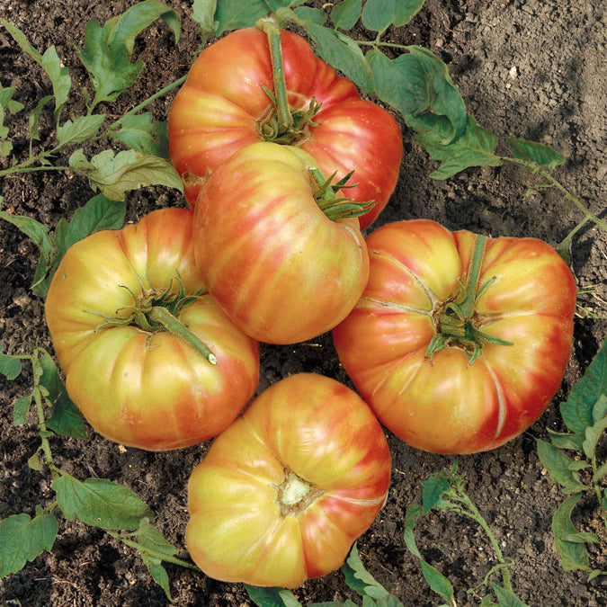 tomato mr stripey