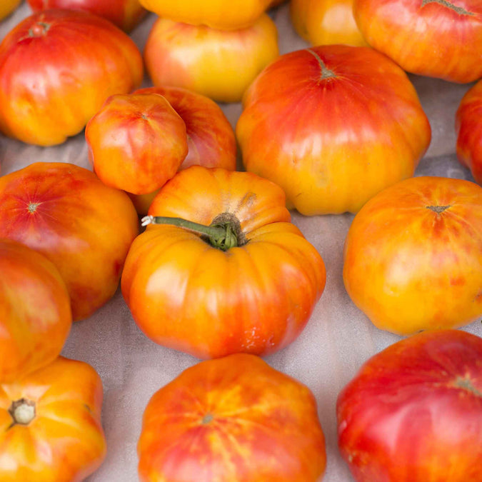 tomato mr stripey