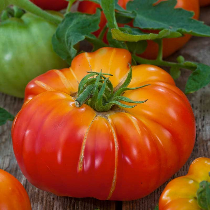 tomato organic big rainbow | copyright: Floramedia UK Ltd