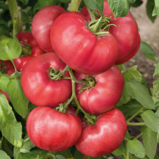 tomato organic brandywine pink