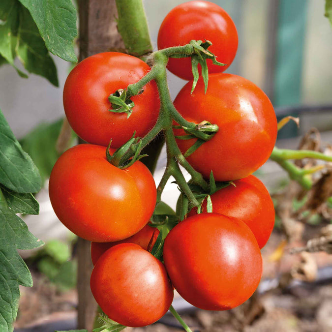 tomato organic moneymaker