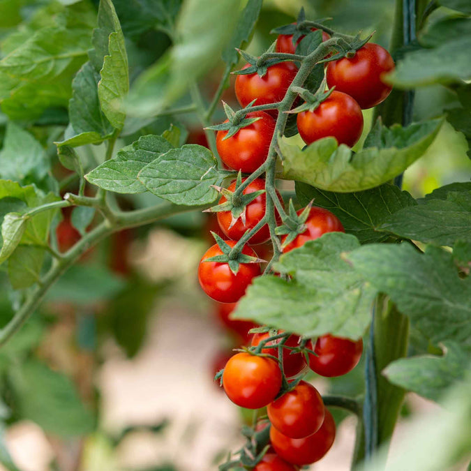 tomato organic small red cherry