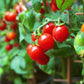 tomato organic small red cherry