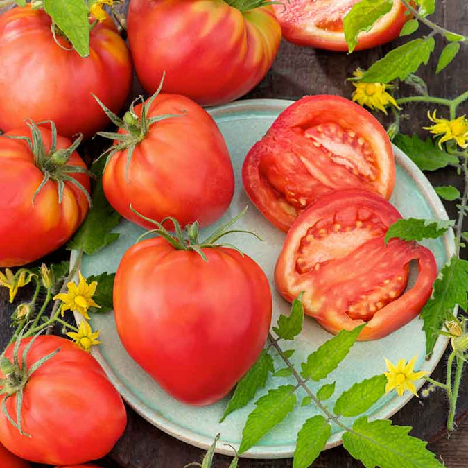 tomato oxheart pink | copyright: Floramedia UK Ltd