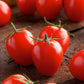 tomato principe borghese | copyright: Floramedia UK Ltd