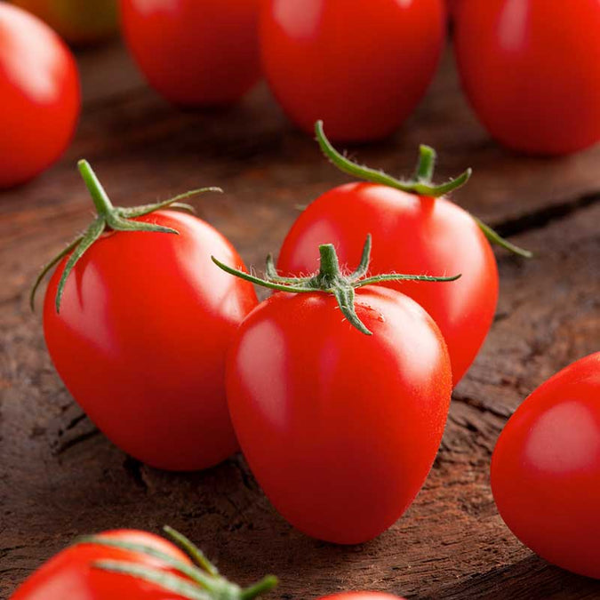 tomato principe borghese | copyright: Floramedia UK Ltd